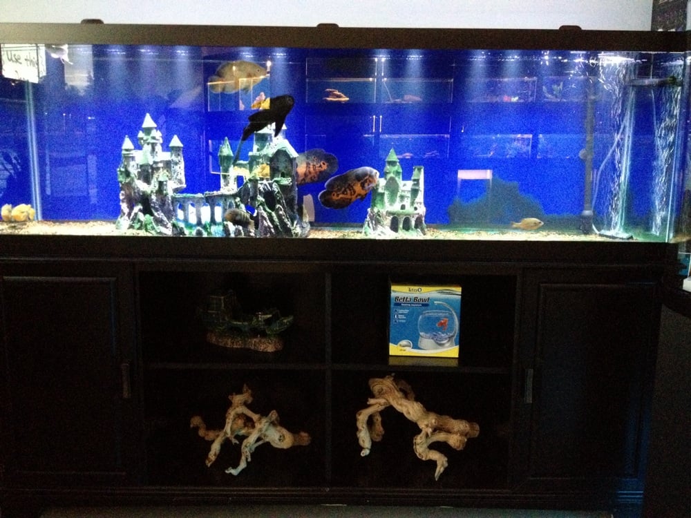aqua imagination 13 photos pet stores 3550 s bogan aqua imagination 13 photos pet stores 3550 s bogan