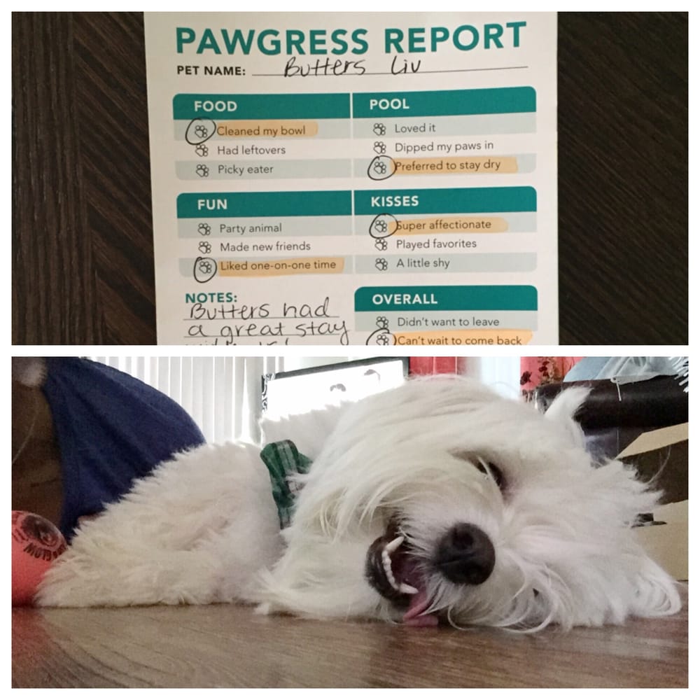 Pet Paradise 22 Photos & 40 Reviews Pet Groomers 3365 Premier Dr