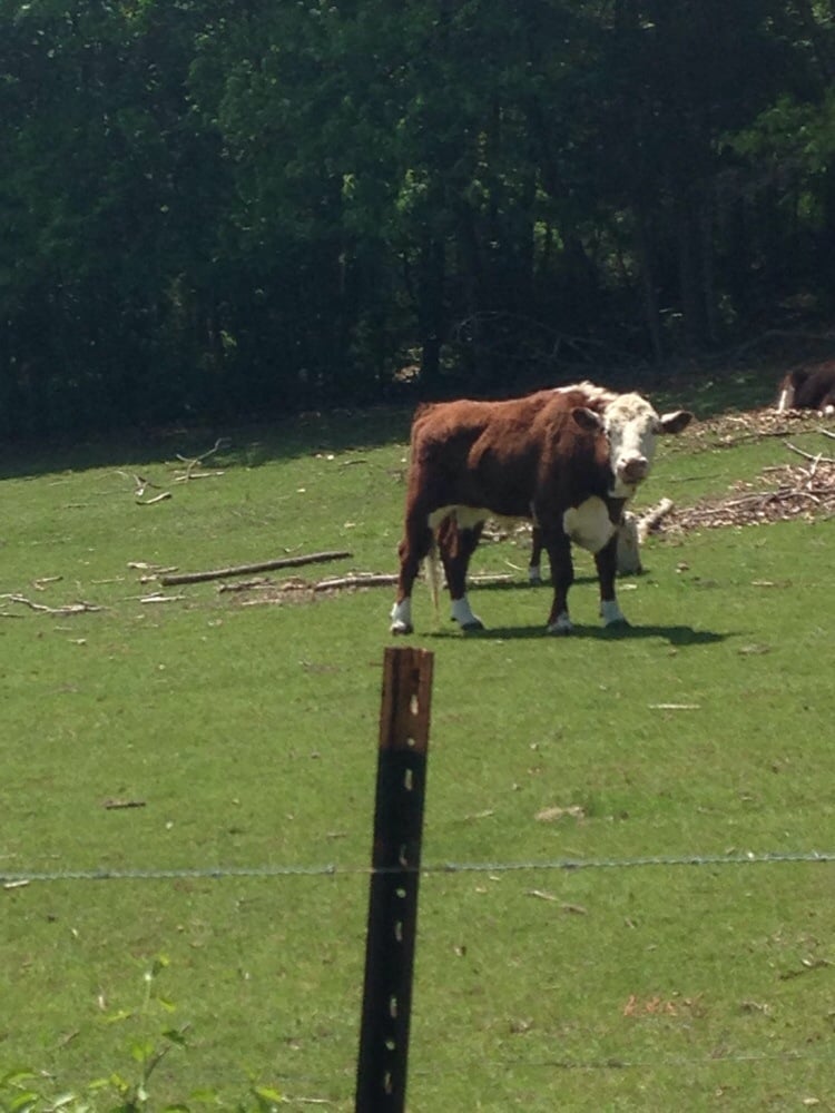 Steere Hill Trail 36 Photos Hiking Putnam Pike, Glocester, RI Yelp