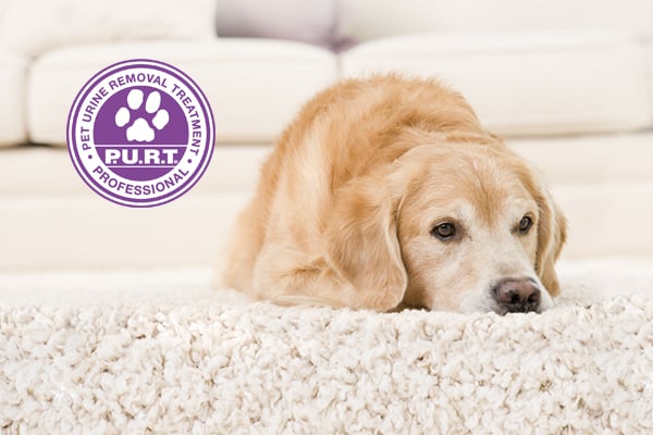 Chem-Dry of Greensboro