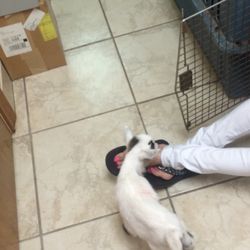 Dodd Animal Hospital photo