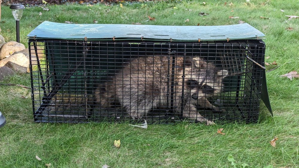 TriState Wildlife