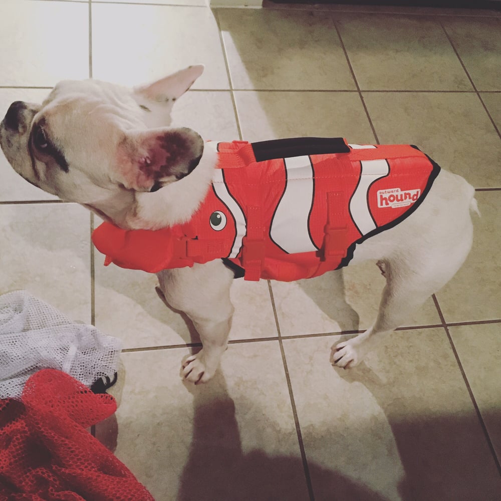 DogMa Daycare & Boarding For Dogs 30 Reviews Pet Sitting 816 L