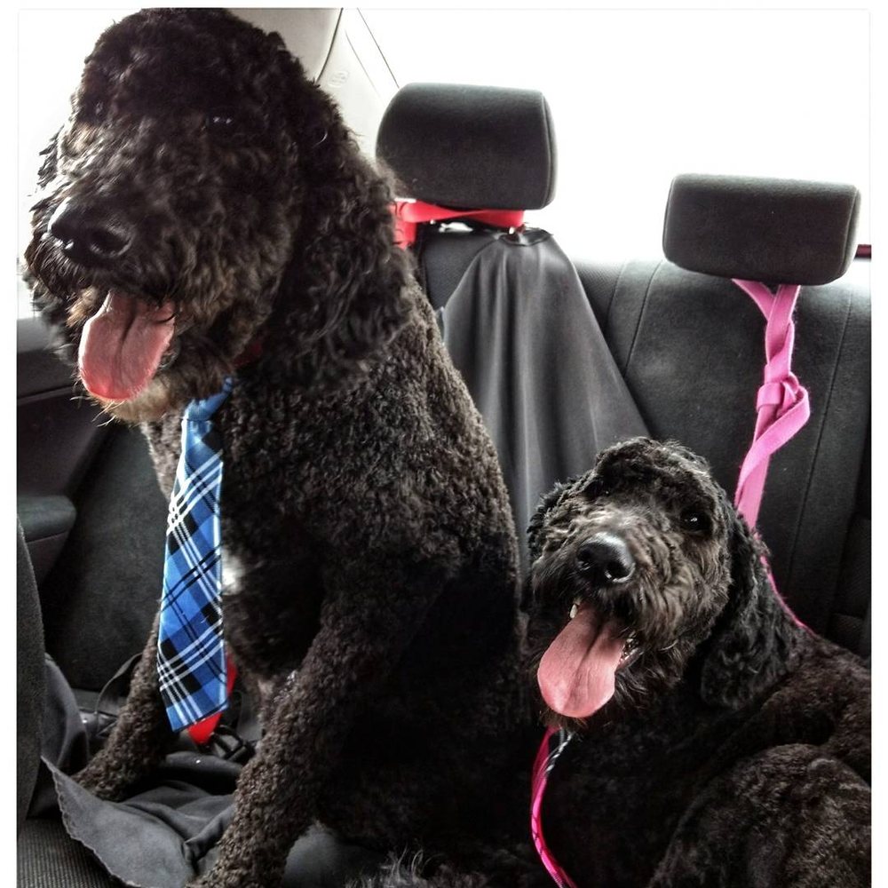 Rub A Dub Dub Dog Grooming Fort Wayne Rub A Dub Dub Dog Grooming Fort Wayne