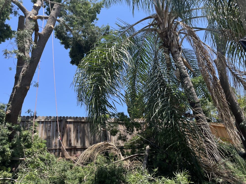 City Wide Tree Service