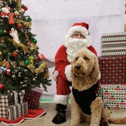 petsmart mange treatment