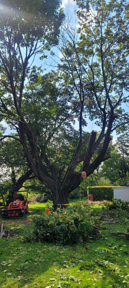 Mama Wood Tree Services