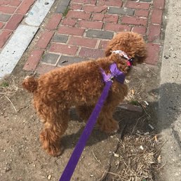 cat grooming salon near me