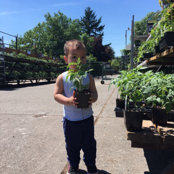 Portland Nursery 96 Photos 115 Reviews Nurseries Gardening Photo Of Portland Nursery Or United States Excellent Choice