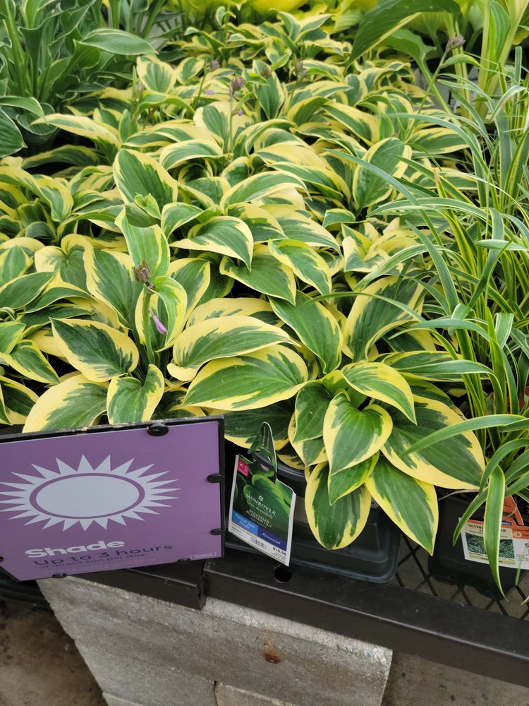 Lowe's Home Improvement