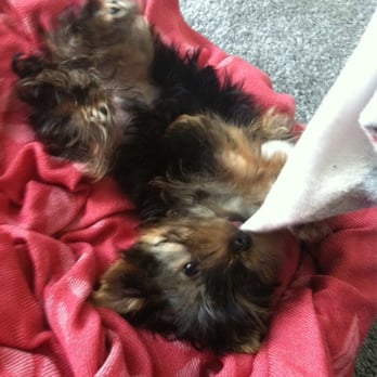 tiny yorkie kisses reviews tiny yorkie kisses 32 photos 28 reviews pet breeders fairfield ca united tiny yorkie kisses reviews tiny yorkie kisses 32 photos 28 reviews pet breeders fairfield ca united