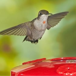 wild birds unlimited get quote bird shops 435 wild birds unlimited get quote bird shops 435