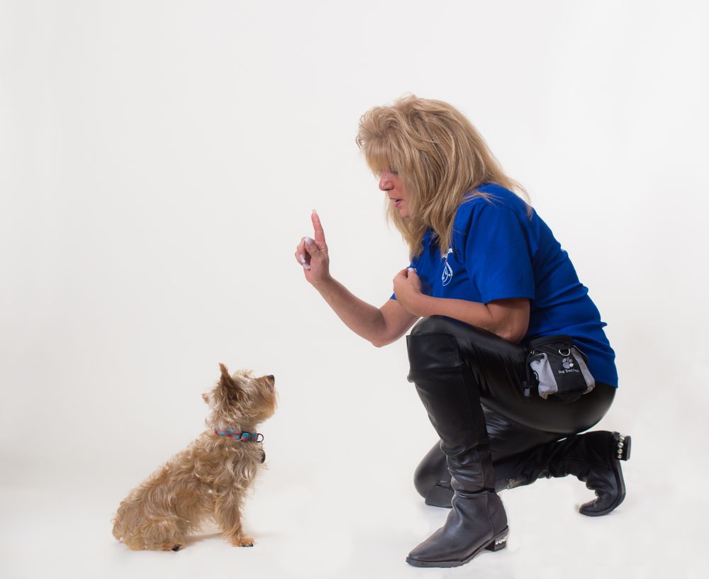 The Dog Trainer LI