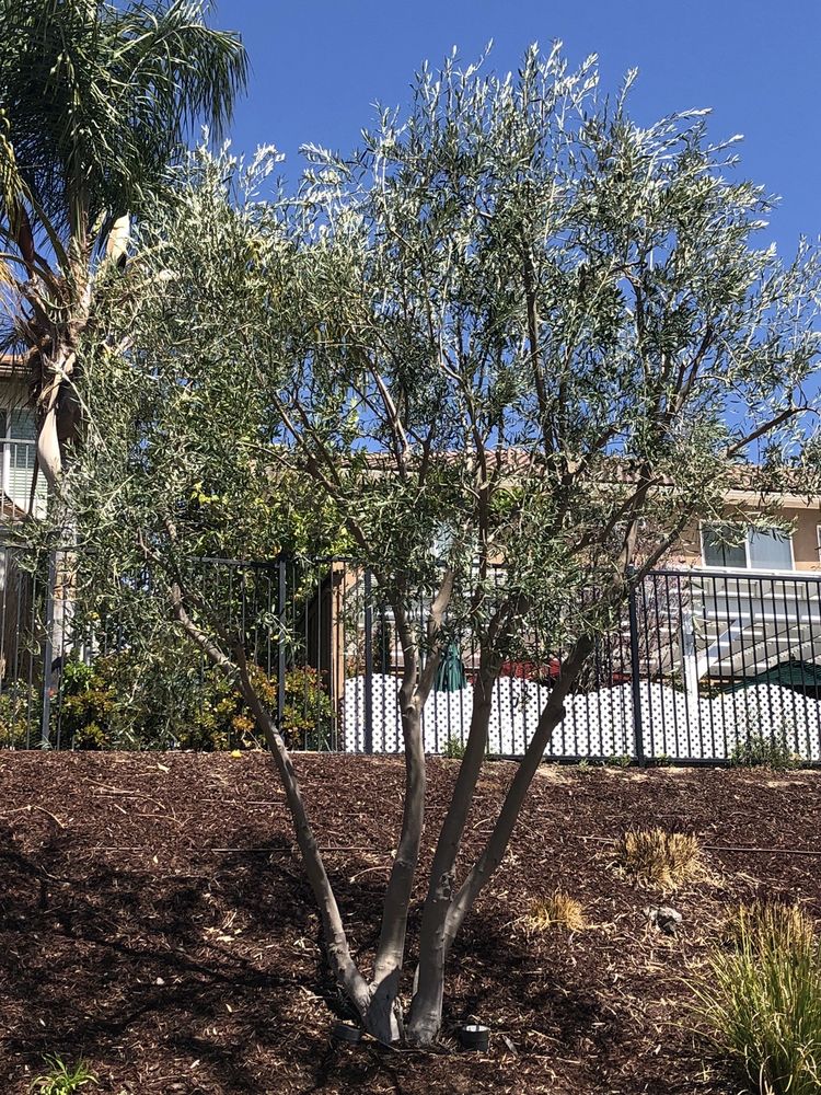 HLS Tree Service