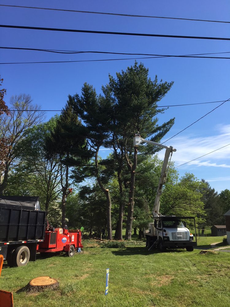 Tree Guys Tree Service 14 Photos Tree Services 73 St Johns Dr