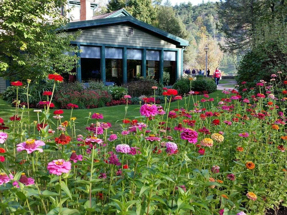 Colorful zinnias leading up to the entrance of the Glen Iris Inn. That