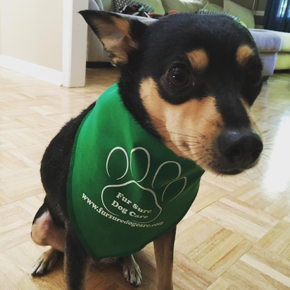 Ozzie - Min Pin/Australian Kelpie Mix - Yelp