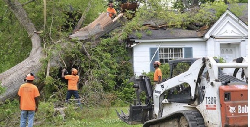 Professional Tree Service