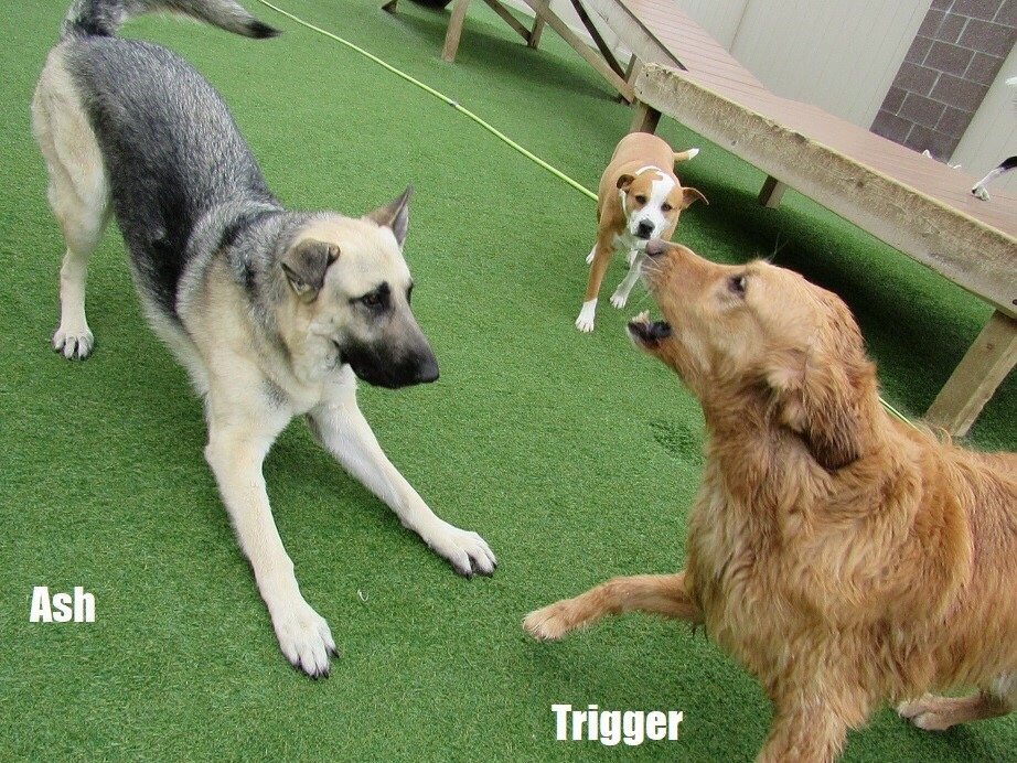 Come Sit Stay 21 Photos & 15 Reviews Pet Sitting 12692 W Ken