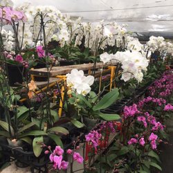 Eplant World Nurseries Gardening 12511 San Mateo Rd Photo Of Eplant World San Francisco Ca United States Orchids