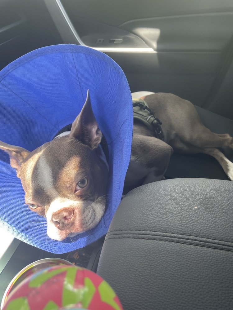 Pet Calls Animal Hospital Image