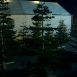 marvin s christmas trees christmas trees 211 e marvin s christmas trees christmas trees 211 e