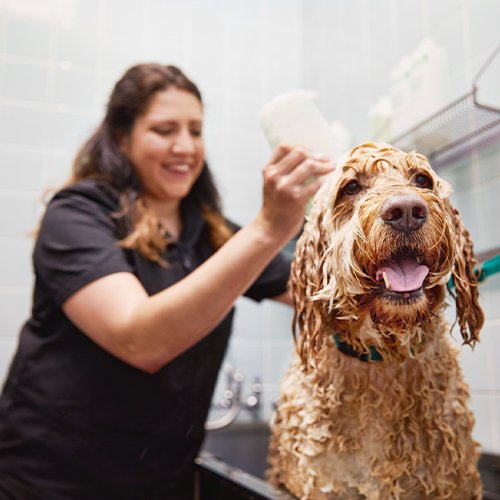 alex the happy dog grooming
