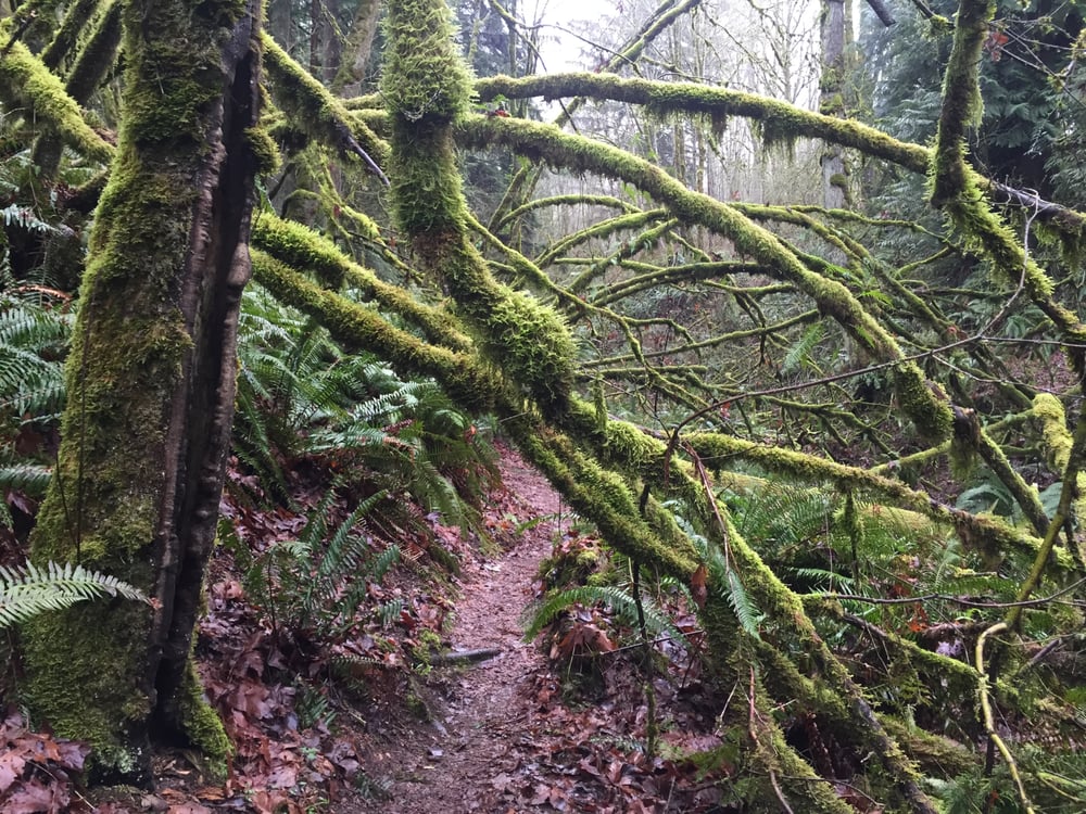Cougar Mountain Regional Wildland - O