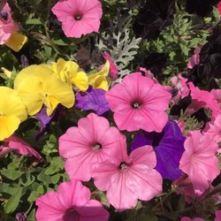 The Best 10 Nurseries Gardening In Spokane Valley Wa Last Petal Pushers Nursery Nurseries Gardening