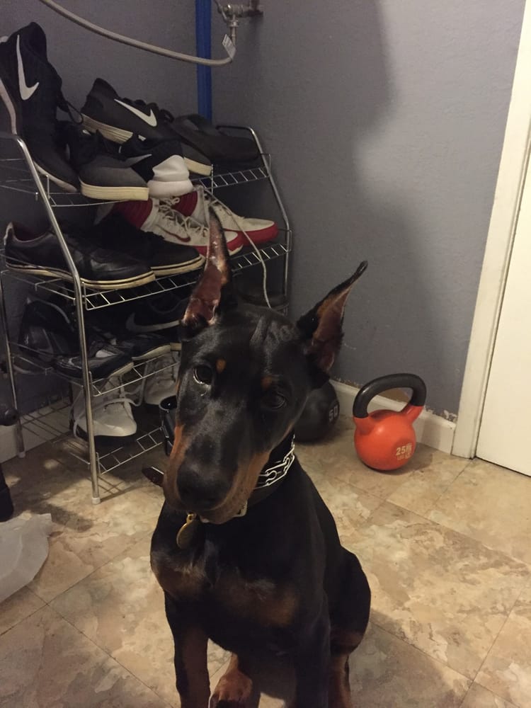 West Coast Doberman Ranch 45 Photos & 34 Reviews Pet Services