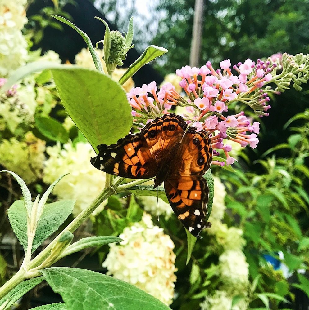 Jack Frost Landscapes & Garden Center