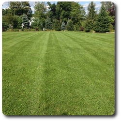Abaco Lawn Care Landscaping 2149 Pumpkin Pl Ne Palm Bay Fl Photo Of Abaco Lawn Care Palm Bay Fl United States