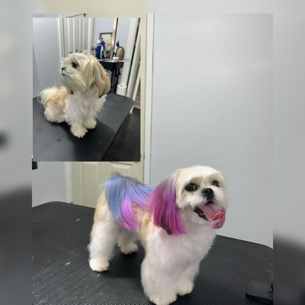 Paws & Claws Pets Grooming