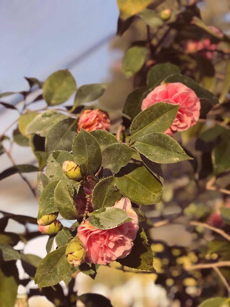 London Properties Fresno Real Estate | 1831 E Clubhouse Dr