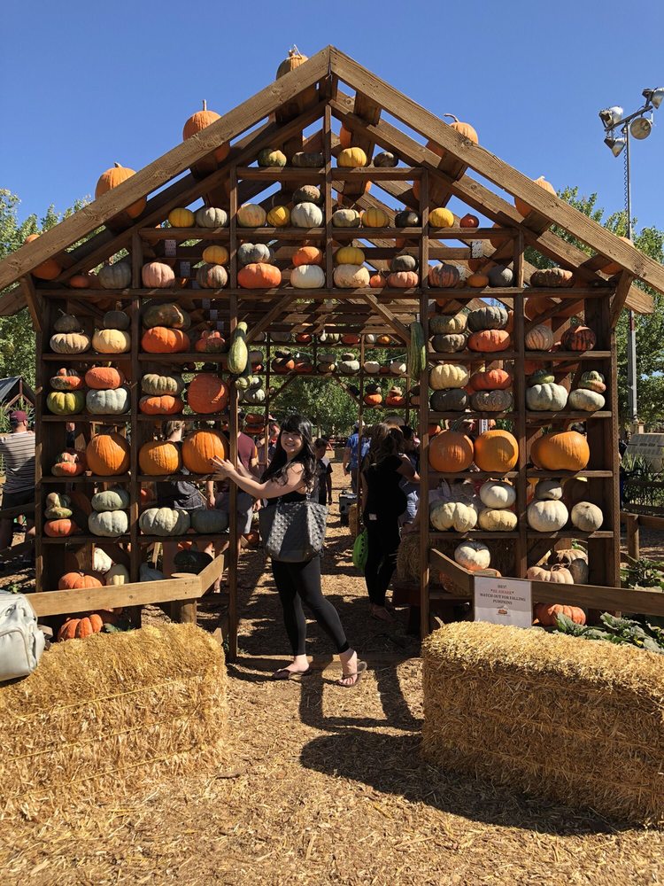 Live Oak Canyon Pumpkin Patch And Christmas Tree Farm 32335 Live Oak Canyon Rd Redlands Ca 92373