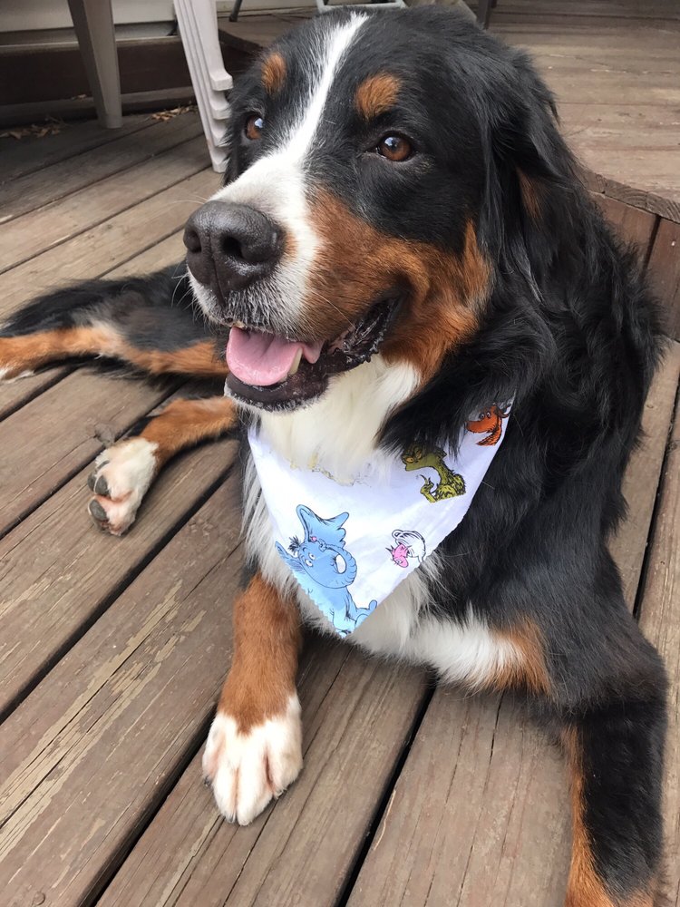 Clips ‘n Wiggles 26 Photos & 17 Reviews Pet Groomers 4065 W