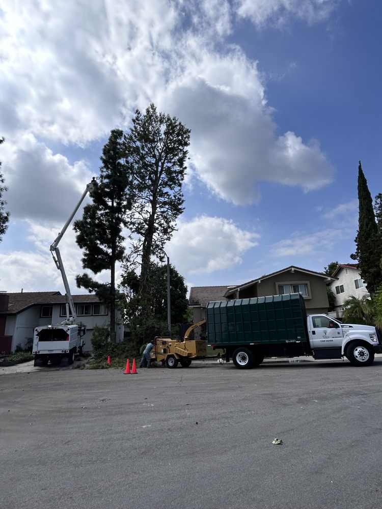 OC TREE CARE