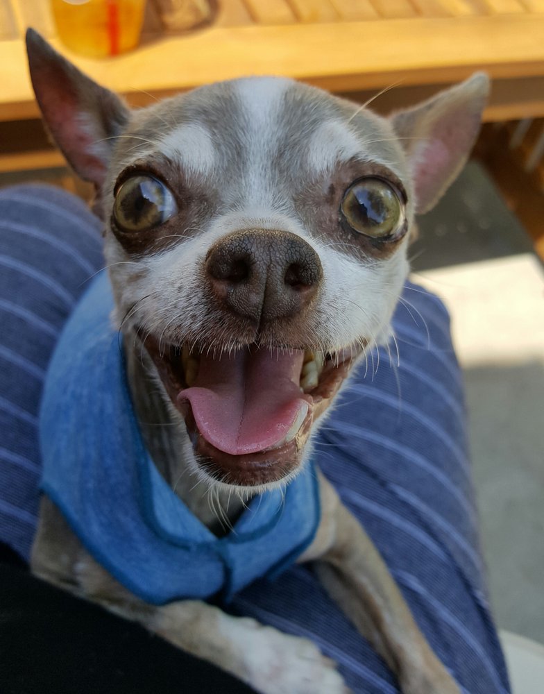 Rocky Mountain Dog Training 39 Photos & 22 Reviews Pet Training