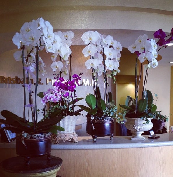 image of business Brisbain Pucan, DMD
