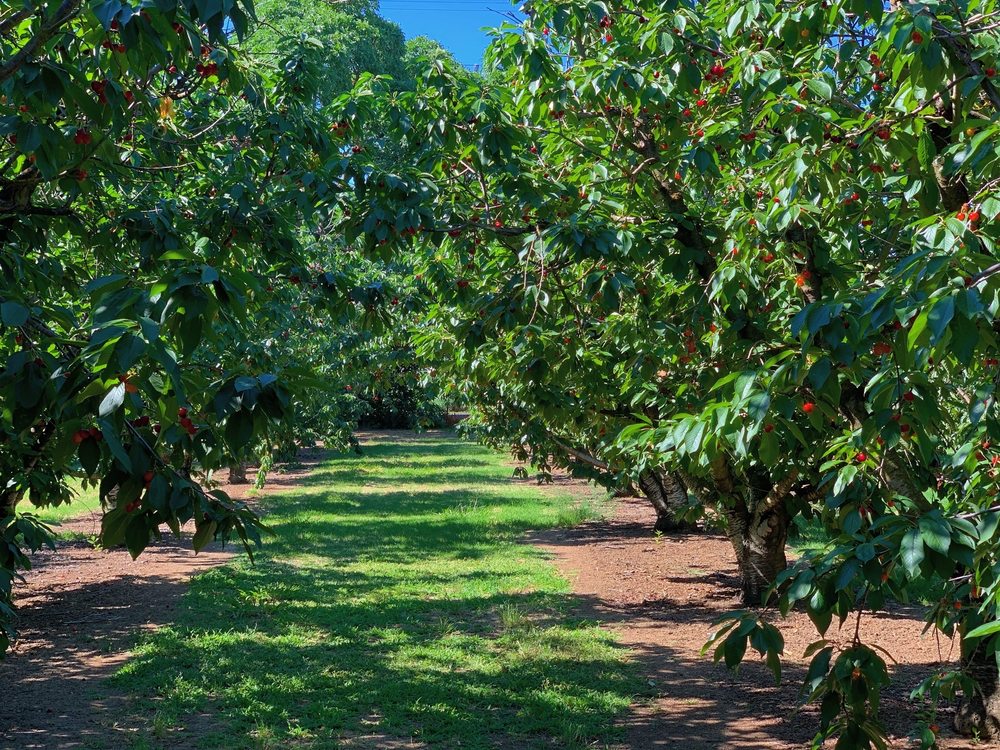 Pomeroy Farm