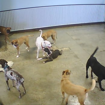 Should Dogs Be Boarded Together Or Separate Should Dogs Be Boarded Together Or Separate