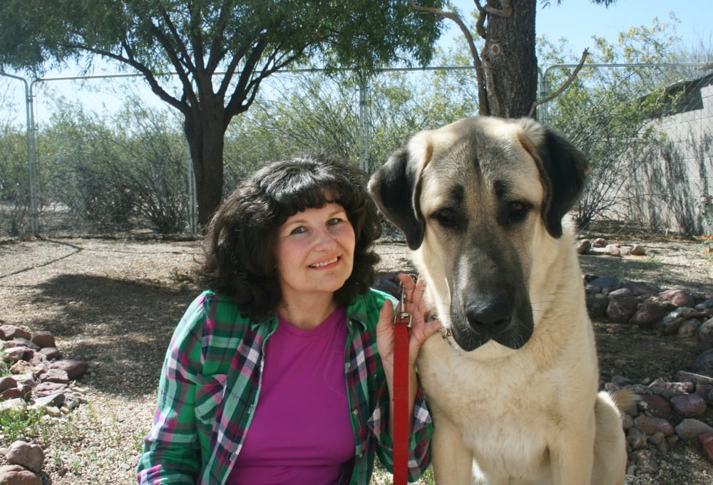 Dog Training Boarding Tucson Az Dog Training Boarding Tucson Az