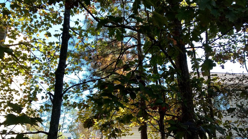 Parrish Tree Service