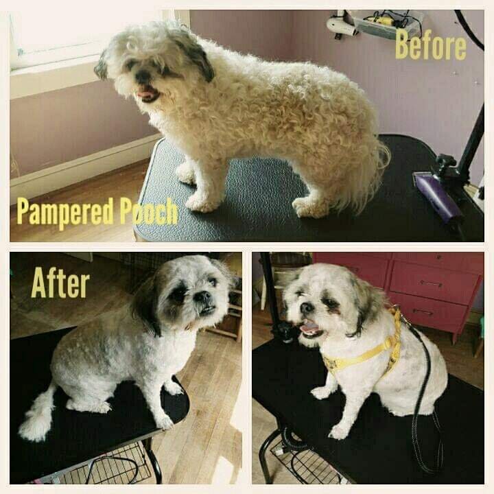 Pampered Pooch
