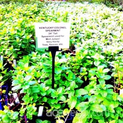 Proper Plants Closed Nurseries Gardening 3050 Military Pike Photo Of Proper Plants Lexington Ky United States The Mint Julep Field