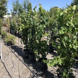 Belmont Nursery 51 Photos 27 Reviews Nurseries Gardening Photo Of Belmont Nursery Fresno Ca United States