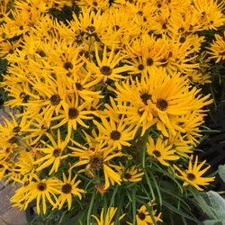 Mostardi Nursery 18 Reviews Nurseries Gardening 4033 W Photo Of Mostardi Nursery Newtown Square Pa United States