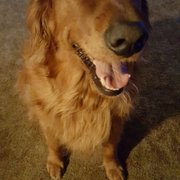 dressage chien 43