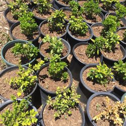 Nature S Best Nursery 27 Photos 17 Reviews Nurseries Photo Of Nature S Best Nursery Camarillo Ca United States
