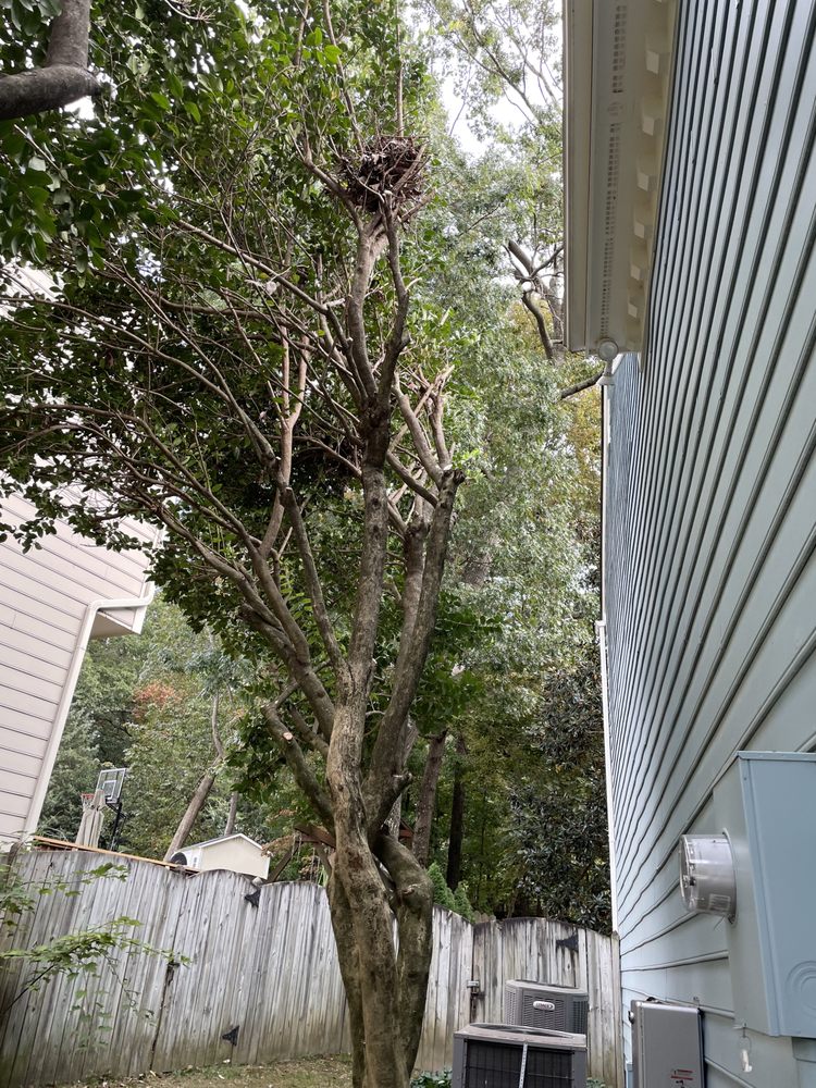 Monster Tree Service of Research Triangle